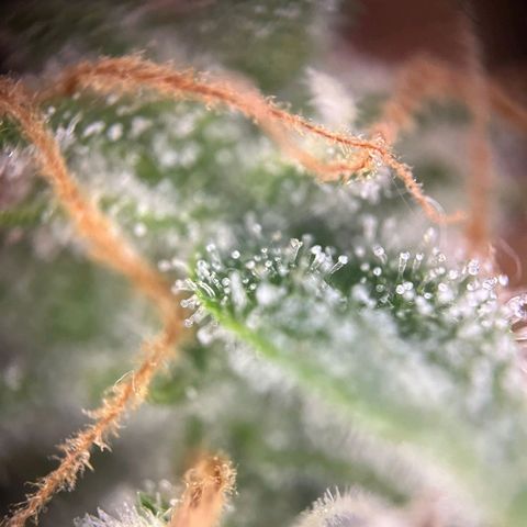 Sweet ZZ Automatic growlog photo: Szz#1