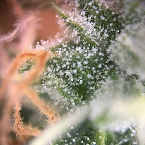 Sweet ZZ Automatic growlog photo: Szz#1
