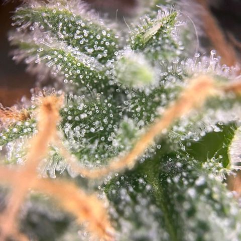 Sweet ZZ Automatic growlog photo: Szz#1