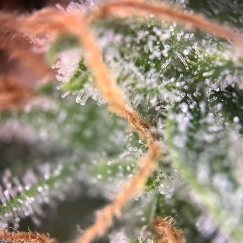 Sweet ZZ Automatic growlog photo: Szz#1