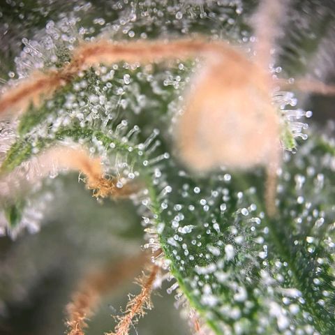 Sweet ZZ Automatic growlog photo: Szz#1