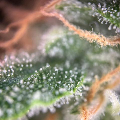 Sweet ZZ Automatic growlog photo: Szz#1