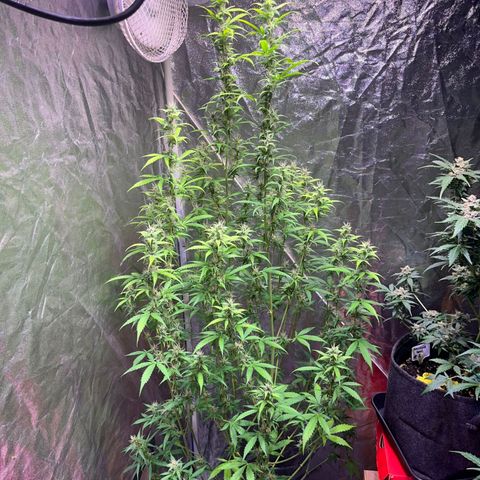 Sweet ZZ Automatic growlog photo: Szz#2