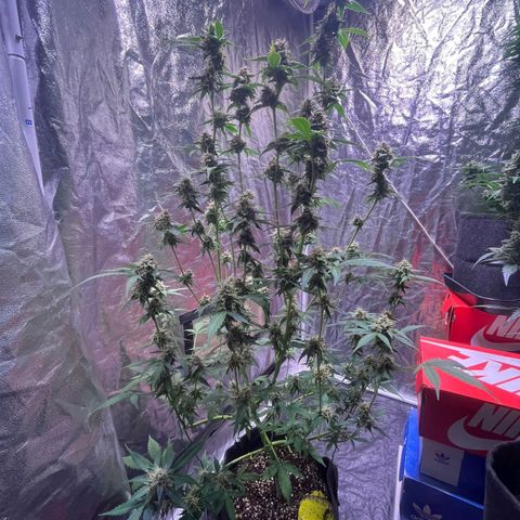 Sweet ZZ Automatic growlog photo: Szz#1