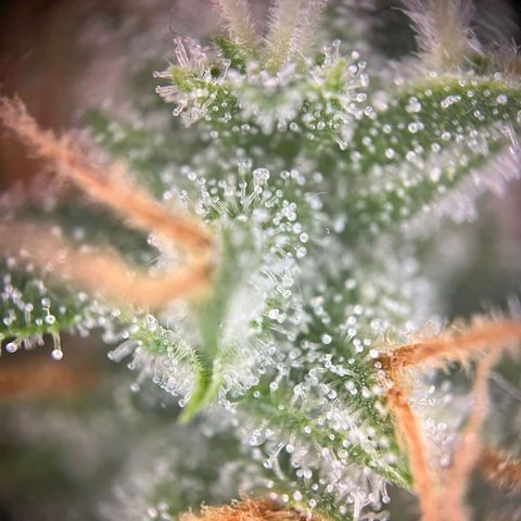 Sweet ZZ Automatic growlog photo: Szz#1