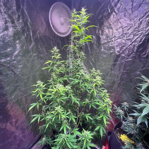 Sweet ZZ Automatic growlog photo: Szz#2