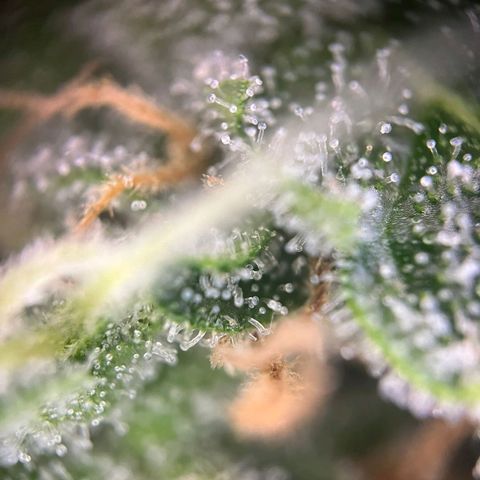 Sweet ZZ Automatic growlog photo: Szz#1