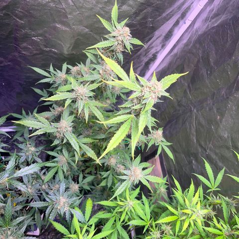 Sweet ZZ Automatic growlog photo: Szz#1