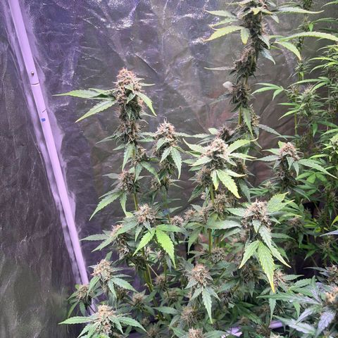 Sweet ZZ Automatic growlog photo: Szz#1