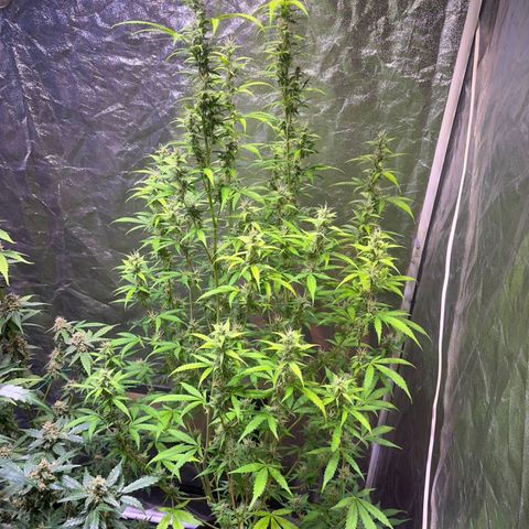 Sweet ZZ Automatic growlog photo: Szz#2