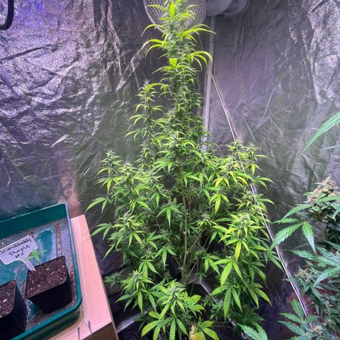Sweet ZZ Automatic growlog photo: Szz#2 