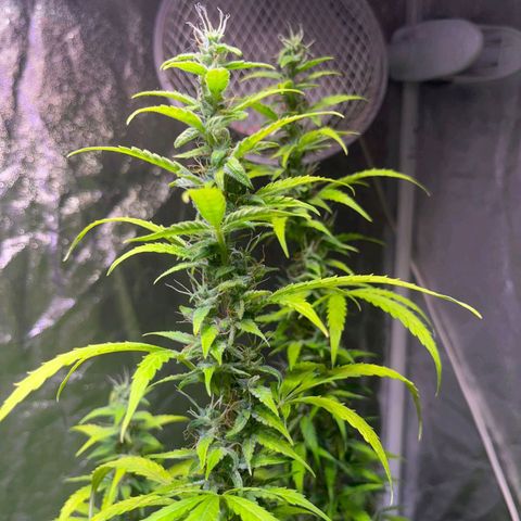 Sweet ZZ Automatic growlog photo: Szz#2 