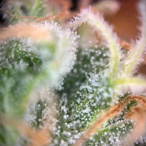 Sweet ZZ Automatic growlog photo: Szz#1