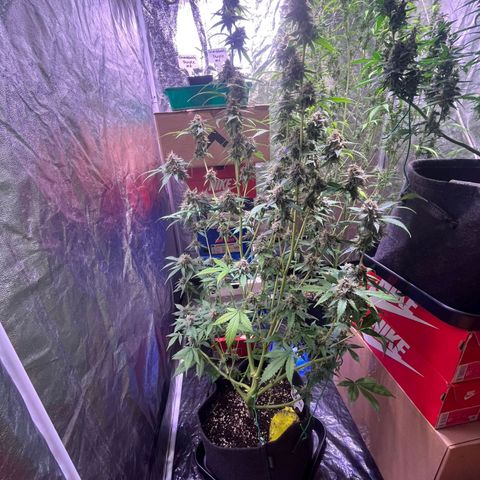 Sweet ZZ Automatic growlog photo: Szz#1