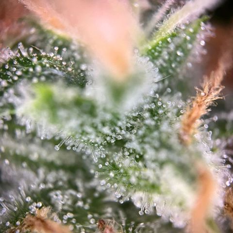 Sweet ZZ Automatic growlog photo: Szz#1