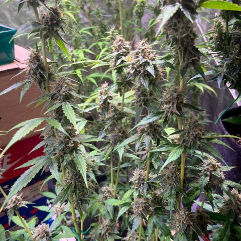 Sweet ZZ Automatic growlog photo: Szz#1