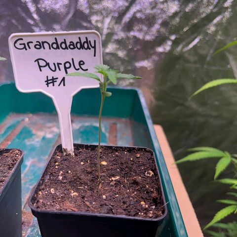Granddaddy Purple #1 growlog timeline photo