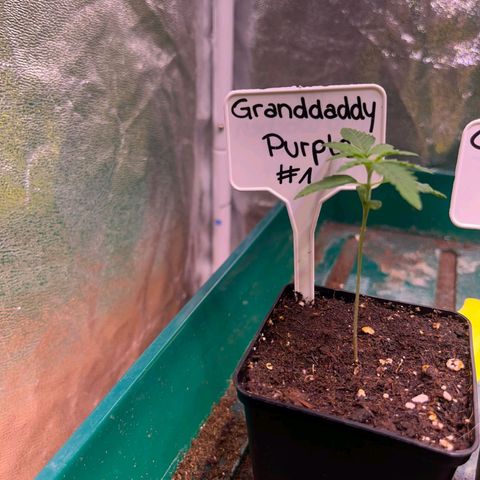Granddaddy Purple #1 growlog timeline photo