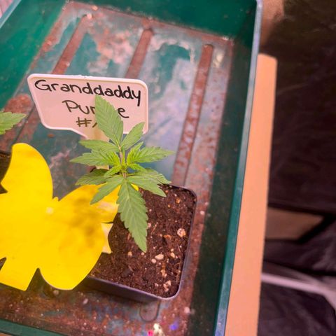 Granddaddy Purple #1 growlog timeline photo