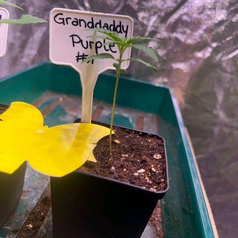 Granddaddy Purple #1 growlog timeline photo