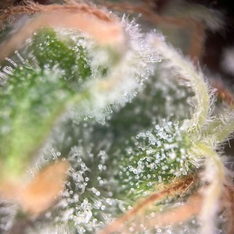 Sweet ZZ Automatic growlog photo: Szz#1 