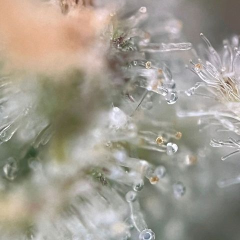 Sweet ZZ Automatic growlog photo: Szz#1 
