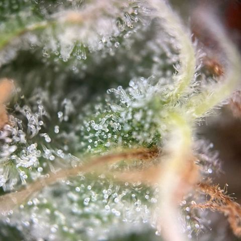Sweet ZZ Automatic growlog photo: Szz#1 