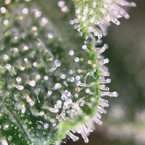 Sweet ZZ Automatic growlog photo: Szz#1 
