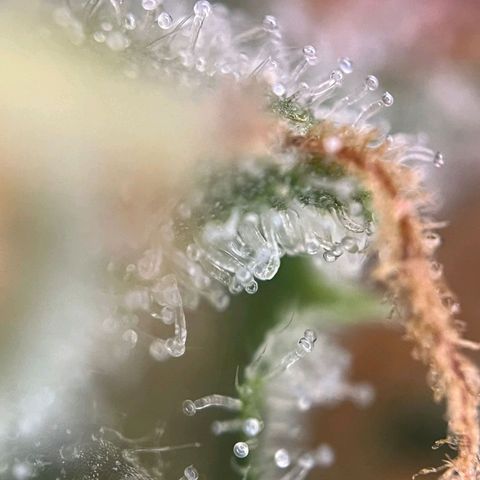 Sweet ZZ Automatic growlog photo: Szz#1 