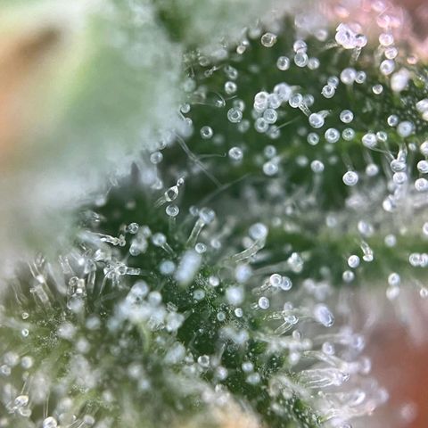 Sweet ZZ Automatic growlog photo: Szz#1 