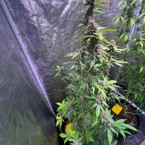 Sweet ZZ Automatic growlog photo: Szz#1 Bereit für dir Dunkelphase