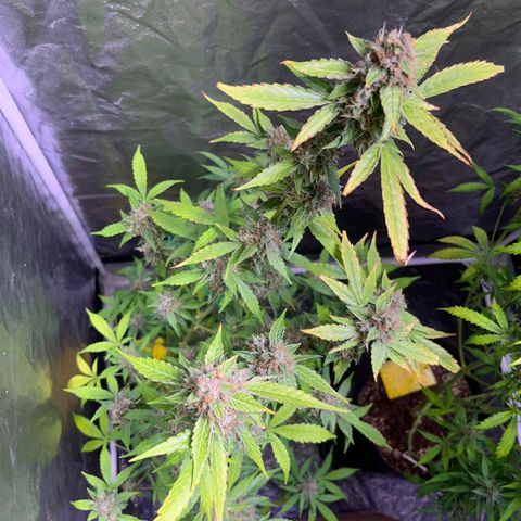 Sweet ZZ Automatic growlog photo: Szz#1 Bereit für dir Dunkelphase