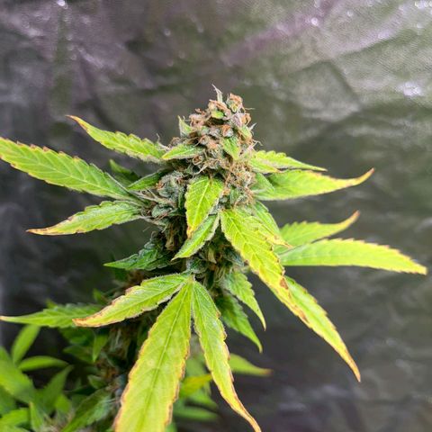 Sweet ZZ Automatic growlog photo: Szz#1 Bereit für dir Dunkelphase
