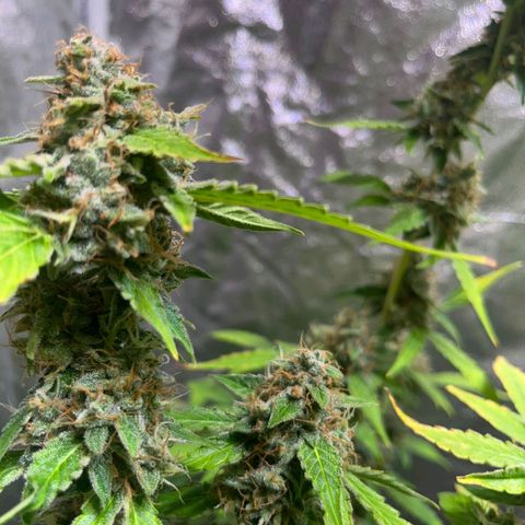 Sweet ZZ Automatic growlog photo: Szz#1 Bereit für dir Dunkelphase