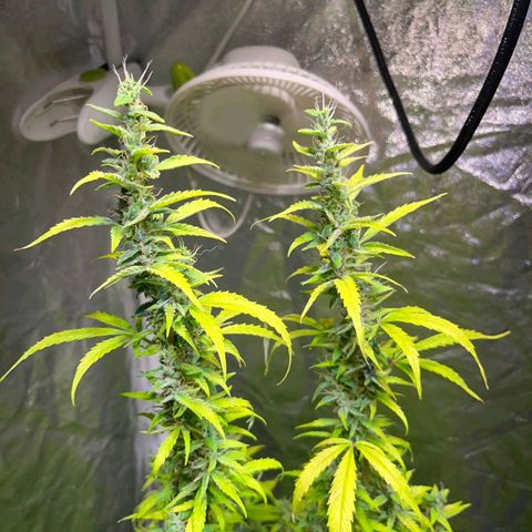 Sweet ZZ Automatic growlog photo: Szz#2