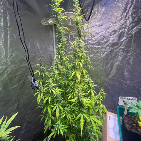Sweet ZZ Automatic growlog photo: Szz#2