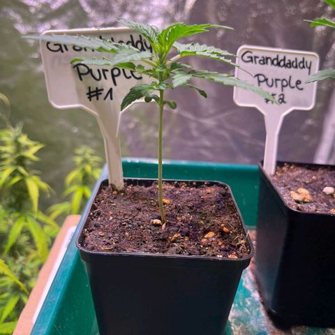 Granddaddy Purple #1 growlog photo: Grand Daddy Purple wächst wunderbar.