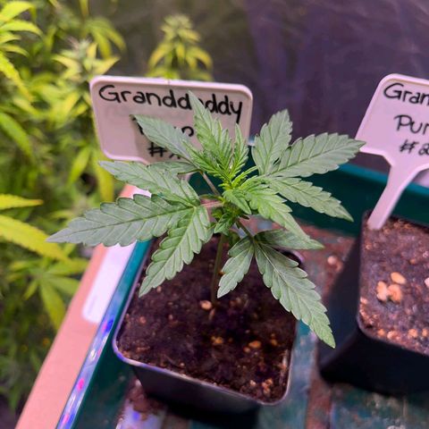 Granddaddy Purple #1 growlog photo: Grand Daddy Purple wächst wunderbar.