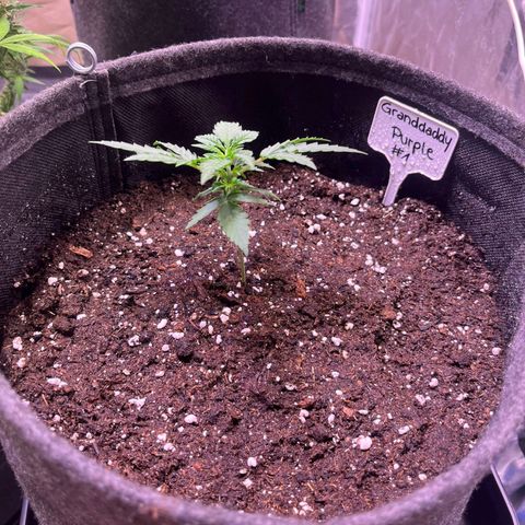 Granddaddy Purple #1 growlog photo: Transplantation in 11L 
