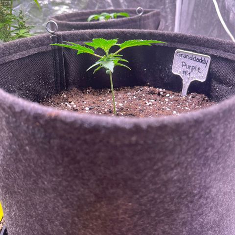 Granddaddy Purple #1 growlog photo: Transplantation in 11L 