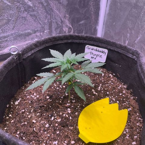 Granddaddy Purple #1 growlog timeline photo