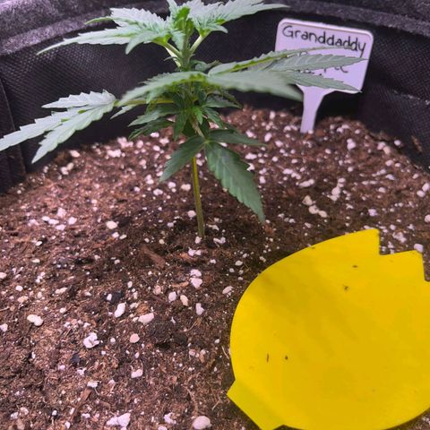 Granddaddy Purple #1 growlog timeline photo
