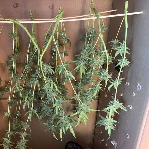 Sweet ZZ Automatic growlog photo: Szz#2