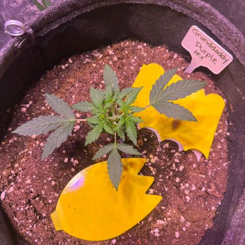 Granddaddy Purple #1 growlog timeline photo