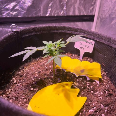 Granddaddy Purple #1 growlog timeline photo