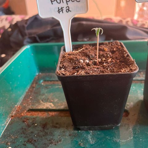 Granddaddy Purple #2 growlog timeline photo