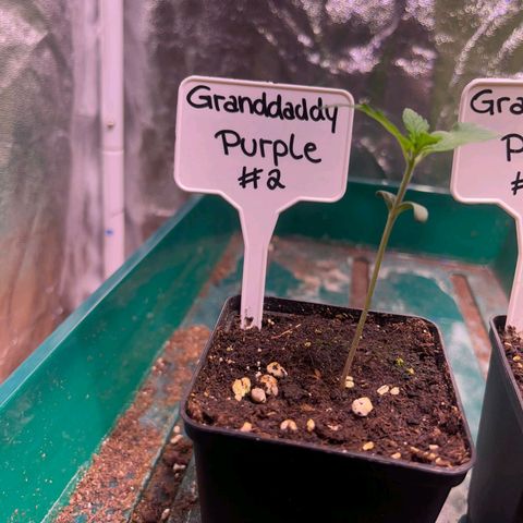 Granddaddy Purple #2 growlog timeline photo