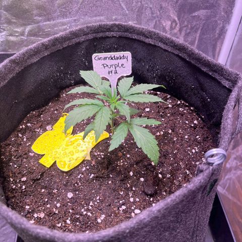 Granddaddy Purple #2 growlog timeline photo