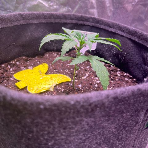 Granddaddy Purple #2 growlog timeline photo