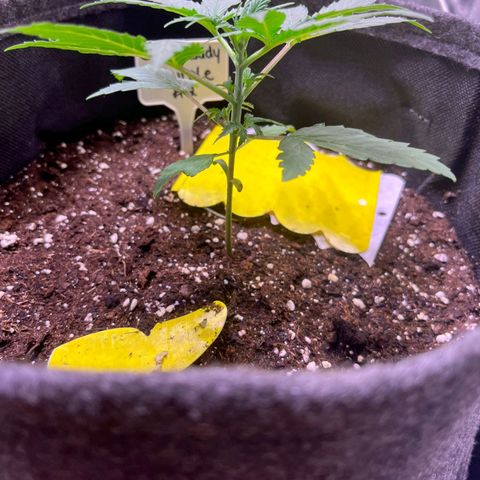 Granddaddy Purple #2 growlog timeline photo